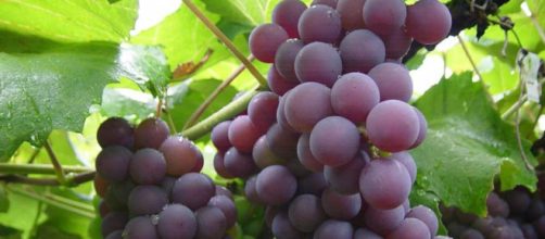 Un fruto milagroso: la uva antiedad