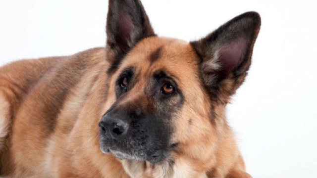Cane e peso forma: come capire il peso ideale del tuo cane - husse.it