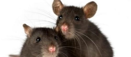 Nueva York probar&aacute; una p&iacute;ldora anticonceptiva para ratas - com.mx