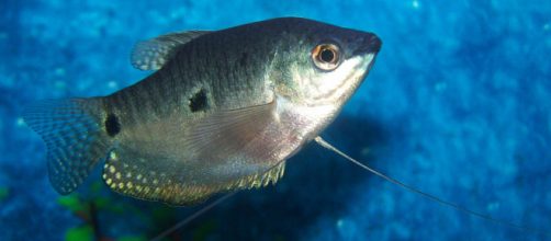 Photo Via: Gourami Watcher on Wikimedia.com