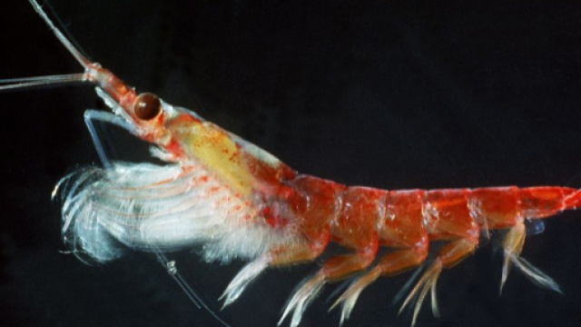 Antarctic krill, Australian Antarctic