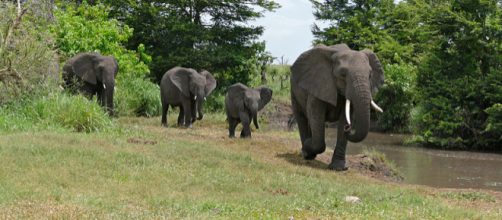 African Elephants in Kruger National Park, South Africa. - [Image credit &ndash; Bernard Dupont, Wikimedia Commons]