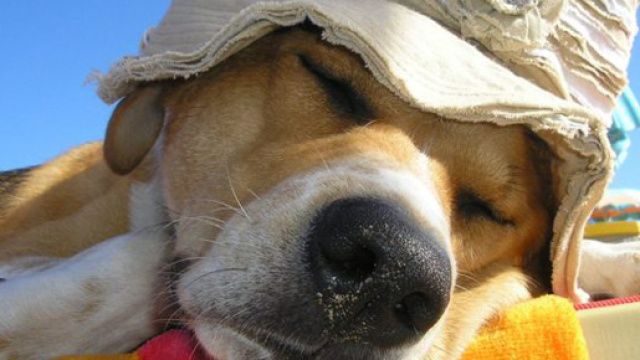 Caldo e animali, ecco cosa fare