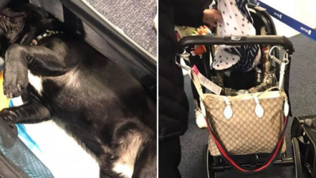 Cane costretto in una cappelliera muore durante il volo