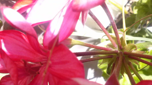 Flower Show alla sesta edizione ad Ancona il 24 e il 25 marzo
