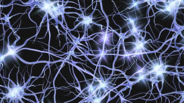 In alto, i neuroni del cervello