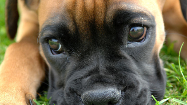 Quattrozampe in fiera la manifestazione per i nostri amici a 4 zampe