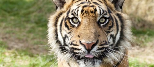 Animales en peligro de extinci&oacute;n