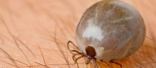 La picadura de garrapata puede causar alergia a la carne