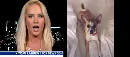 Tomi Lahren on Fox News, via YouTube