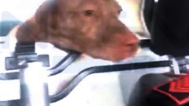 Carabinieri salvano un cane, ma ora rischiano una sanzione per il ... - lastampa.it