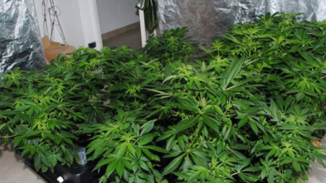 Condannato per uso terapeutico di cannabis: arriva la grazia.