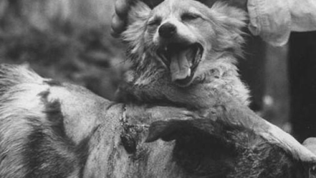 Durante la guerra fredda i sovietici tentarono di creare dei mostri