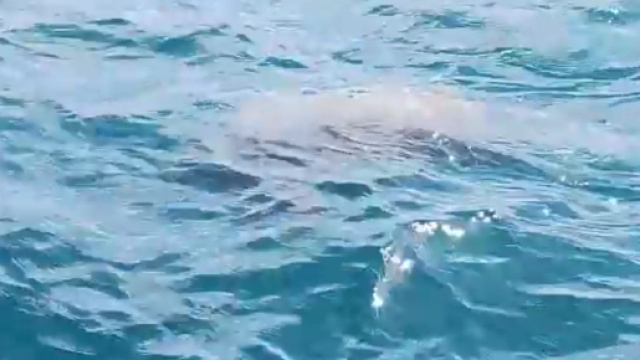 Bellissima scena nel mare del Salento.