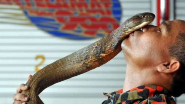 Zarin Hussin, famoso domatore di serpenti malesiano, &egrave; stato ucciso dal morso di un cobra.