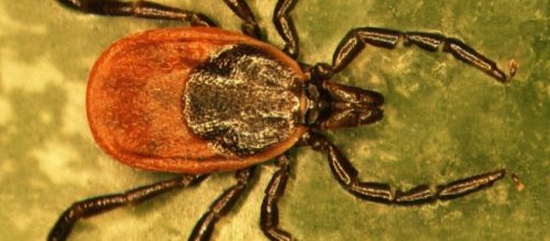La garrapata con la enfermedad de Lyme pondr&aacute; en jaque a EEUU este ... - lainformacion.com