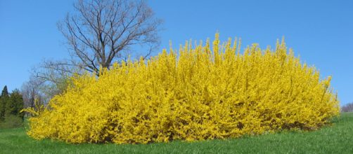 Forsythia spp. - floridata.com