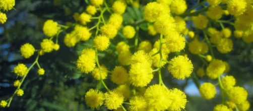 Universo Bot&aacute;nico: Acacia dealbata Link (Mimosa) - blogspot.com