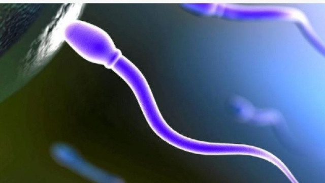 Spermatozoi in calo e rischi per la salute