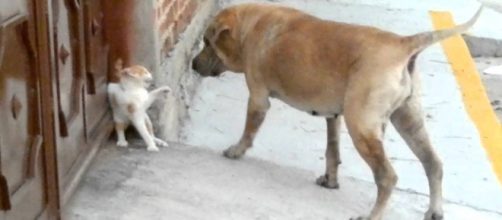 Dogs Vs. Cats: which are smarter?