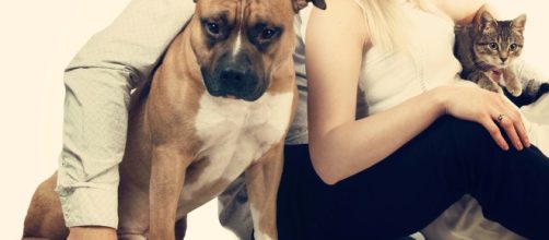 Gente de perros versus gente de gatos, &iquest;somos diferentes?