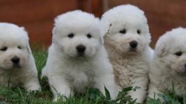 Un uomo getta nel fiume cinque cuccioli di pastore maremmano