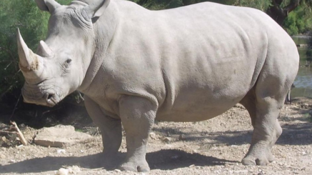 E' morto l'ultimo maschio di rinoceronte bianco del nord