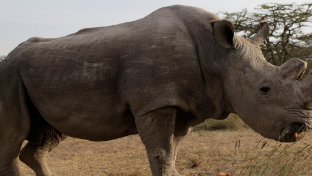 Foto ritraente "Sudan", maschio di rinoceronte bianco settentrionale morto oggi. (Fonte: The Independent)