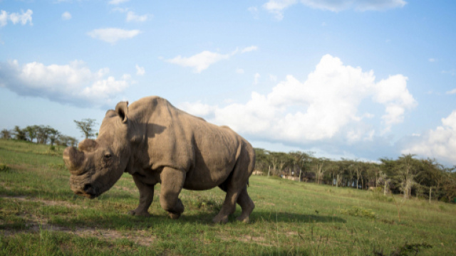 Sudan in una foto del 2015 (fonte: Flickr)