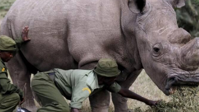Sudan, l'ultimo rinoceronte bianco, prova a salvarsi dall ... - artspecialday.com