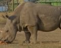 Sudan the last male northern white rhino is no more