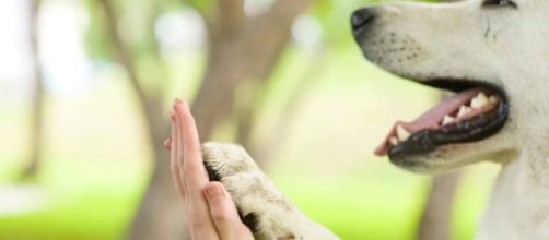 4 razones por las cuales no debes tratar a tu mascota como un beb&eacute;