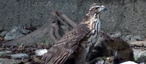 Hawks often prey on animals such as chickens, small pigs, and the like. - [Image source: MN / YouTube screencap]