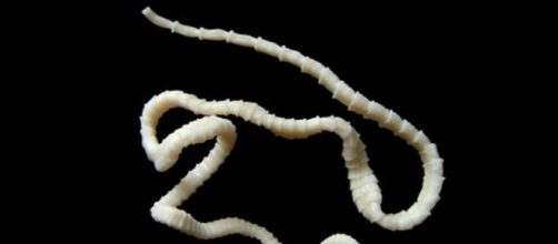 La teniasis o lombriz Solitaria y el riesgo de cisticercosis en humanos