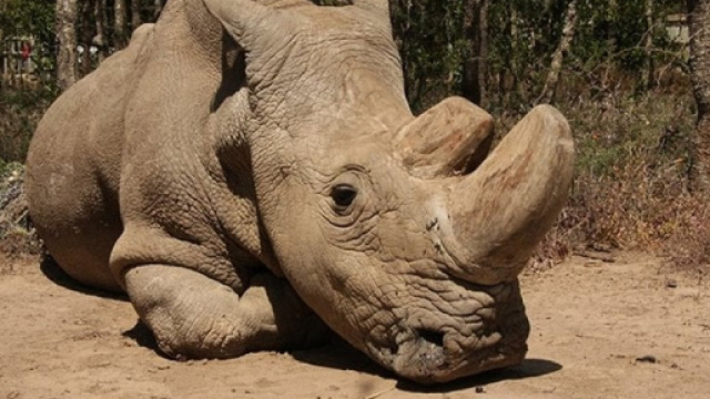 Sudan il rinoceronte bianco del Nord. A rischio l'estinzione