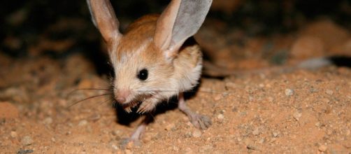Este animal tienen unas caracter&iacute;sticas peculiares que no se ven todos los d&iacute;as