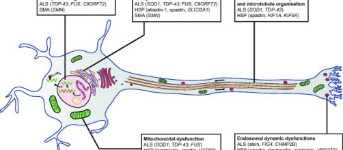 Fishing for causes and cures of motor neuron disorders | Disease ... - biologists.org