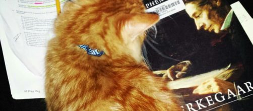 Photographer: The author. This is Apollo 'helping' me work.