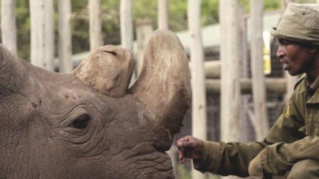 Sudan era l'ultimo maschio di Ceratotherium simum cottoni