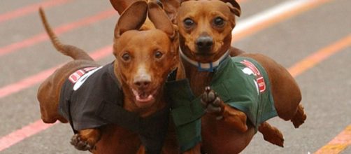 El d&iacute;a nacional de los animales 2018