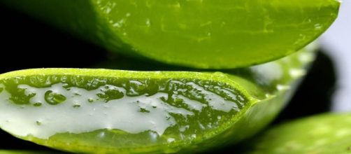 C&oacute;mo usar el maravilloso Aloe vera para aprovechar sus beneficios