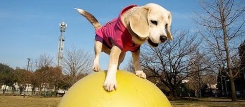 March 23 is National Puppy Day [Image: Inside Edition/YouTube screenshot]