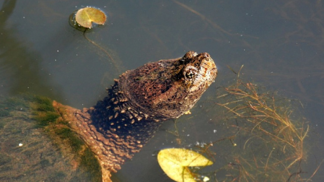 Tartaruga azzannatrice si aggira in Italia