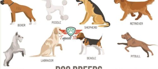 Tapscott Manor - Quality Dog Accessories & Expert Dog Care Advice ... (tapscottmanor/Youtube)