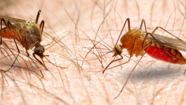 Trento: bimba di 4 anni mor&igrave; per malaria, un'infermiera indagata