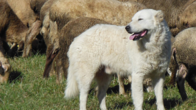 Cane pastore maremmano abruzzese