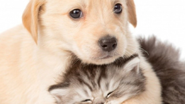 Casting per Magnolia, Mediaset un nuovo film ma anche per cani, gatti e tanti altri animali