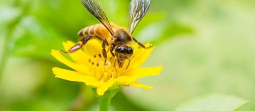 insectos tienen una visi&oacute;n m&aacute;s clara de lo que se pensaba anteriormente