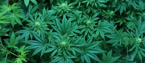 La marihuana es mejor para el TEPT, dolor cr&oacute;nico, esclerosis m&uacute;ltiple