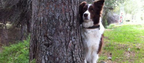 Las razas de perros m&aacute;s inteligentes | Mascotas - facilisimo.com